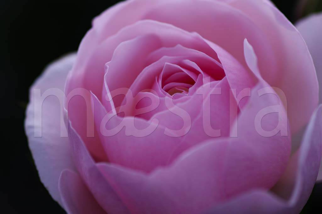 Фотообои Крупный розовый цветок на темном фоне