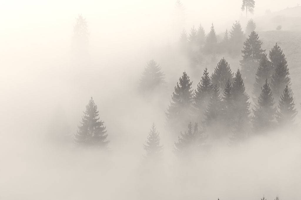 Фотообои Ели в тумане